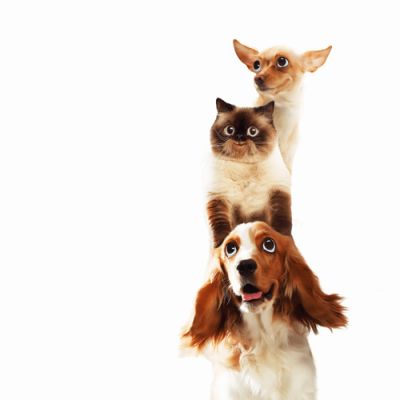 diversai stili di comunicazione come tra cane e gatto