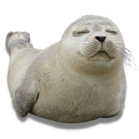 Focalizzare obiettivi e nuove procedure su TRELLO